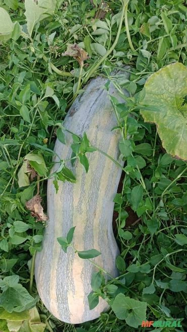 Labobo Rau Abóbora Para Venda em Ipuiúna MG à venda. Compre direto 908542