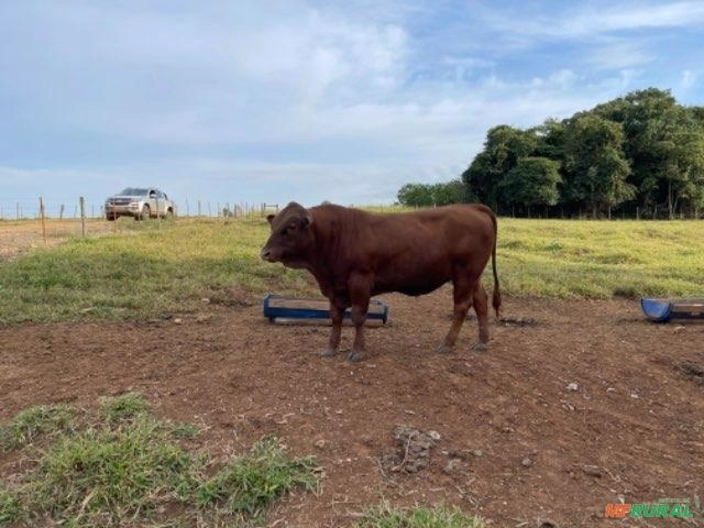 Venda de touros e novilhas Senepol Imagem Venda de touros e novilhas Senepol