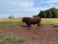 Venda de touros e novilhas Senepol Imagem Venda de touros e novilhas Senepol