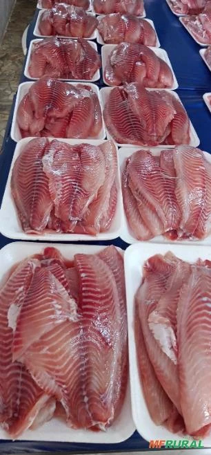 File de tilapia