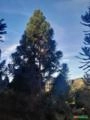 Araucaria com 11 anos Imagem Araucaria com 11 anos