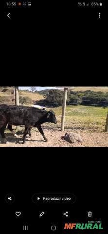 Bezerras, bezerros e vacas Imagem Bezerras, bezerros e vacas