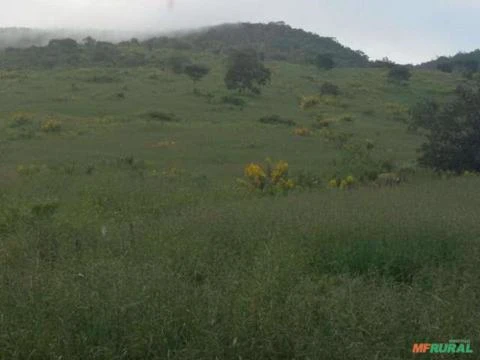 Terras Para Reservas/ Compensação Florestal Em Minas Gerais e Bahia