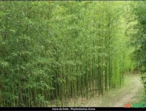 *COMPRO* Moitas de bambú cana da índia