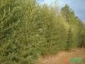 *COMPRO* Moitas de bambú cana da índia