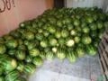 Vendo melancia. De 5 a 11 kg. Imagem Vendo melancia. De 5 a 11 kg.