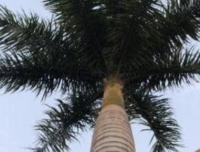 Vendo palmeira Imperial Adulta