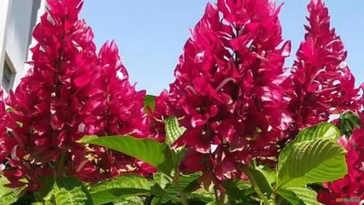 Capota Vermelha - Justicia-vermelha, Camarão-vermelho Imagem Capota Vermelha - Justicia-vermelha, Camarão-vermelho