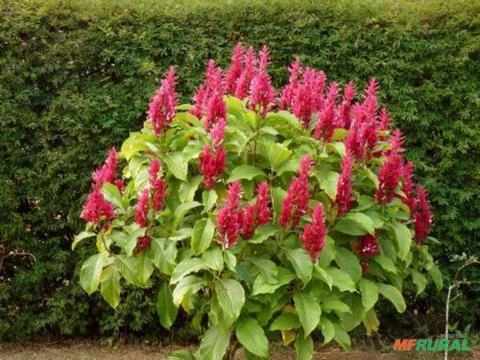 Imagem Capota Vermelha - Justicia-vermelha, Camarão-vermelho Imagem Capota Vermelha - Justicia-vermelha, Camarão-vermelho