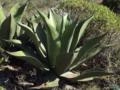 AGAVE Imagem AGAVE