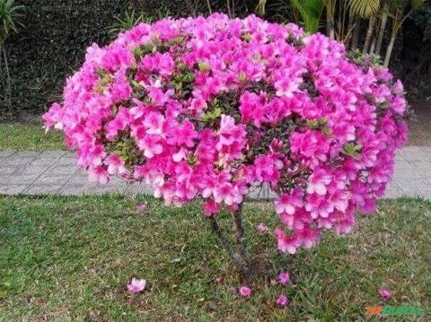 Azaléia- Rosa / Branca Imagem Azaléia- Rosa / Branca