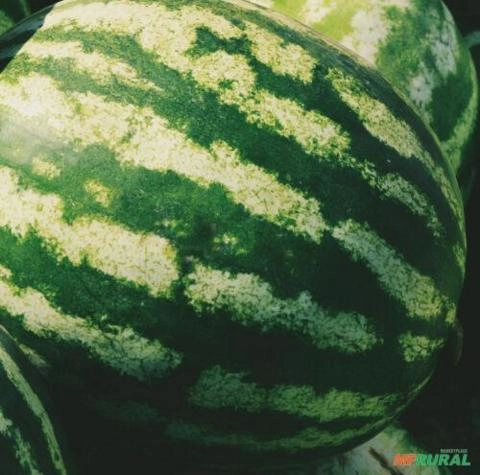 Melancia Crimson Sweet Super Imagem Melancia Crimson Sweet Super