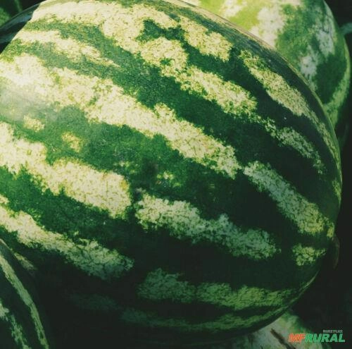 Melancia Crimson Sweet Super Imagem Melancia Crimson Sweet Super