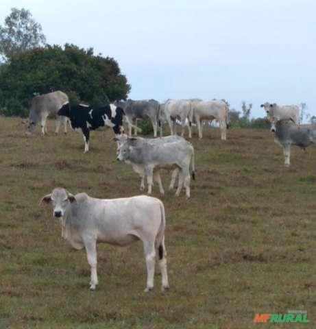VENDO 22 BEZERROS NELORE, 10 MESES DE IDADE Imagem VENDO 22 BEZERROS NELORE, 10 MESES DE IDADE