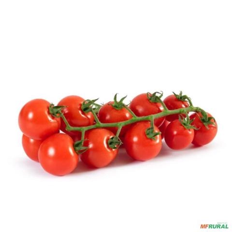 Tomate em rama (cacho) Holandes/Saladete /Cocktail/Gourmet para comprar Imagem Tomate em rama (cacho) Holandes/Saladete /Cocktail/Gourmet para comprar