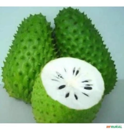 Polpa de graviola Imagem Polpa de graviola