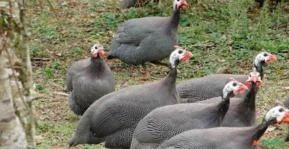 Galinha de Angola na Bahia