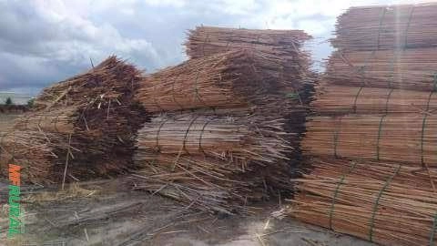 Madeira - Filetes  de Madeira Eucalipto Imagem Madeira - Filetes  de Madeira Eucalipto