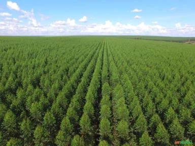 PROCURO TERRENO / REFLORESTAMENTO Imagem PROCURO TERRENO / REFLORESTAMENTO