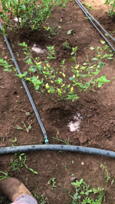 Pimenta Cumari - Bico Doce - Malaguetão Imagem Pimenta Cumari - Bico Doce - Malaguetão