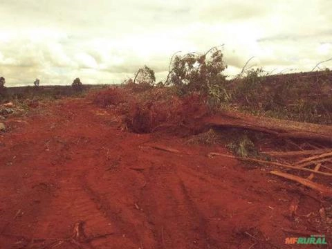 Imagem SERVIÇO DE DESTOCA DE EUCALIPTO Imagem SERVIÇO DE DESTOCA DE EUCALIPTO