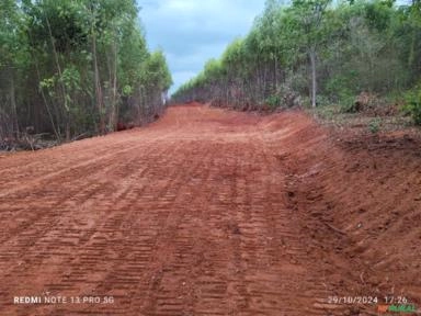 Imagem SERVIÇO DE DESTOCA DE EUCALIPTO Imagem SERVIÇO DE DESTOCA DE EUCALIPTO