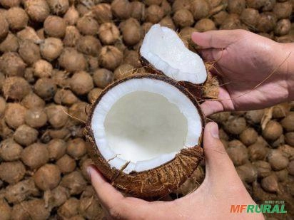 Coco seco direto do produtor Imagem Coco seco direto do produtor