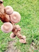 Cogumelos Shiitake