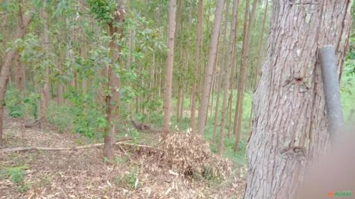 Eucalipto Imagem Eucalipto