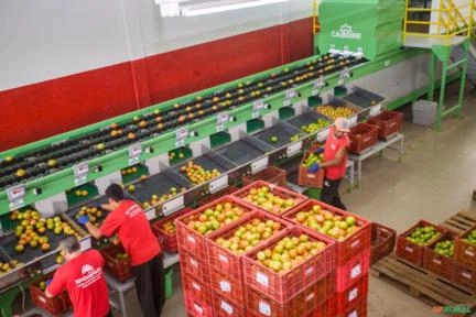 CLASSIFICADOR ELETRONICO - MAQUINA PARA BENEFICIAMENTO - TOMATE, LARANJA E LIMÃO Imagem CLASSIFICADOR ELETRONICO - MAQUINA PARA BENEFICIAMENTO - TOMATE, LARANJA E LIMÃO