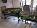Máquina para Beneficiamento e Classificação de Coco Verde Imagem Máquina para Beneficiamento e Classificação de Coco Verde