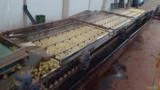 MÁQUINA PARA BENEFICIAMENTO E CLASSIFICAÇÃO DE BATATA Imagem MÁQUINA PARA BENEFICIAMENTO E CLASSIFICAÇÃO DE BATATA