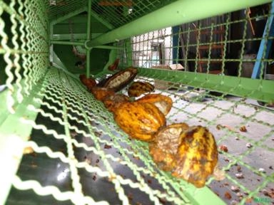 MÁQUINA PARA BENEFICIAMENTO E CLASSIFICAÇÃO DE CACAU Imagem MÁQUINA PARA BENEFICIAMENTO E CLASSIFICAÇÃO DE CACAU