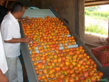 MÁQUINA PARA BENEFICIAMENTO E CLASSIFICAÇÃO DE CAQUI Imagem MÁQUINA PARA BENEFICIAMENTO E CLASSIFICAÇÃO DE CAQUI