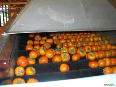 Imagem MÁQUINA PARA BENEFICIAMENTO E CLASSIFICAÇÃO DE CAQUI Imagem MÁQUINA PARA BENEFICIAMENTO E CLASSIFICAÇÃO DE CAQUI