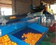 MÁQUINA PARA BENEFICIAMENTO E CLASSIFICAÇÃO DE CAQUI Imagem MÁQUINA PARA BENEFICIAMENTO E CLASSIFICAÇÃO DE CAQUI
