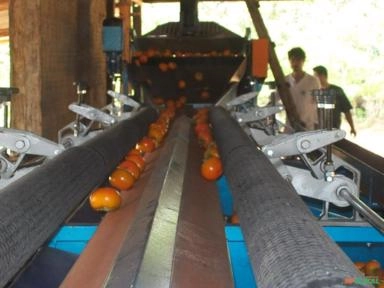 Imagem MÁQUINA PARA BENEFICIAMENTO E CLASSIFICAÇÃO DE CAQUI Imagem MÁQUINA PARA BENEFICIAMENTO E CLASSIFICAÇÃO DE CAQUI