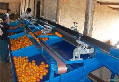 Imagem MÁQUINA PARA BENEFICIAMENTO E CLASSIFICAÇÃO DE CAQUI Imagem MÁQUINA PARA BENEFICIAMENTO E CLASSIFICAÇÃO DE CAQUI