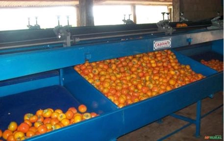 Imagem MÁQUINA PARA BENEFICIAMENTO E CLASSIFICAÇÃO DE CAQUI Imagem MÁQUINA PARA BENEFICIAMENTO E CLASSIFICAÇÃO DE CAQUI