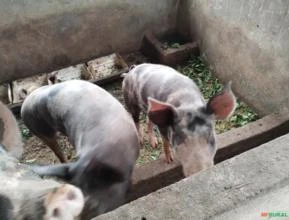 Suínos porco, Piatram  Sul da Bahia