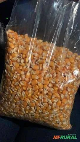 20 mil sacas de milho disponível, MT