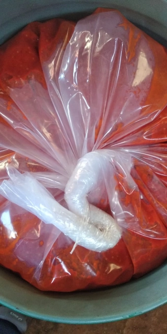 Imagem Polpa de pimenta tabasco  tipo exportação Imagem Polpa de pimenta tabasco  tipo exportação