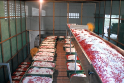 Imagem Polpa de pimenta tabasco  tipo exportação Imagem Polpa de pimenta tabasco  tipo exportação