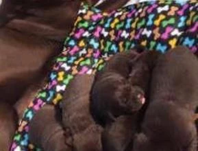 Filhotes de Labradores : (Chocolate)