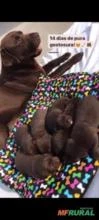 Filhotes de Labradores : (Chocolate)