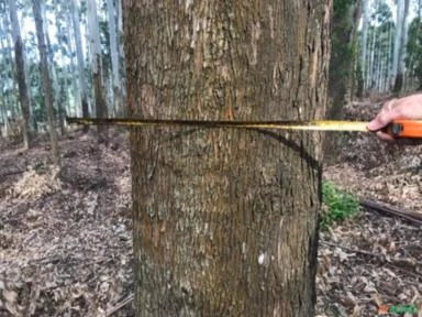 Compro Mato de Eucalipto em Pé Imagem Compro Mato de Eucalipto em Pé