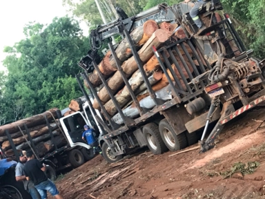 Imagem Compro Eucalipto em Pé Imagem Compro Eucalipto em Pé