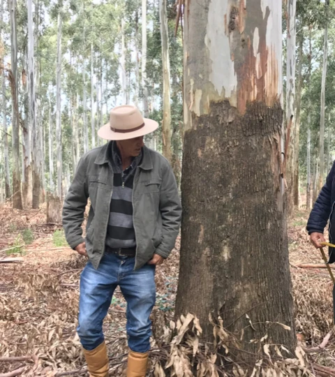 Imagem Compro Eucalipto em Pé Imagem Compro Eucalipto em Pé