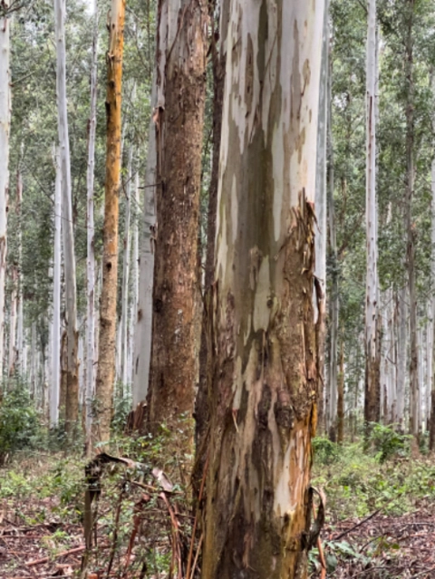 Imagem Compro Eucalipto em Pé Imagem Compro Eucalipto em Pé