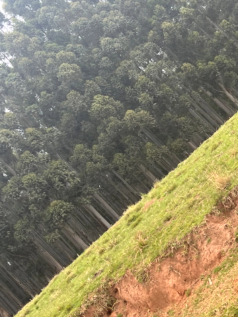 Imagem Compro Eucalipto em Pé Imagem Compro Eucalipto em Pé